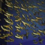 Profilfoto Patternicus